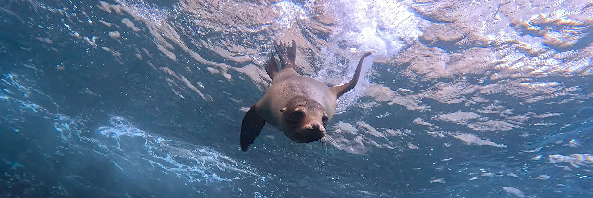 In between Boobies, Sharks and Turtles